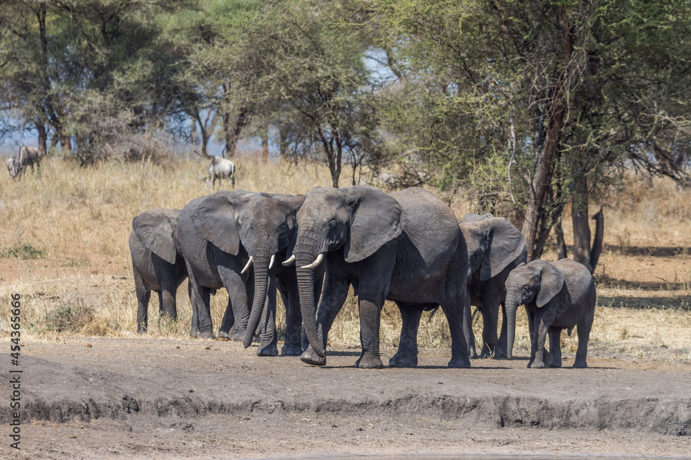 Eléphant d'Afrique