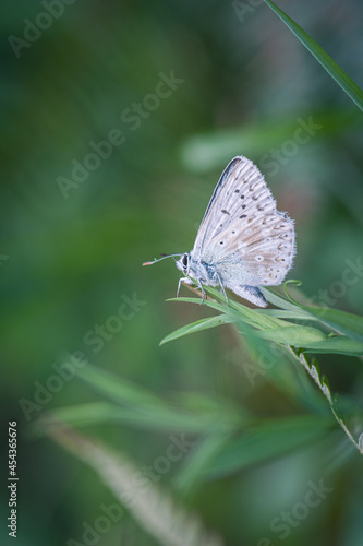 Wallpaper Mural Blue butterfly on the grass Torontodigital.ca