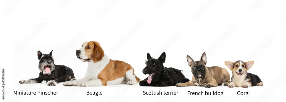 Horizontal collage made of popular purebred dogs isolated over white studio background. Set of large and small animals with signs of breed names Horizontal collage made of popular purebred dogs isolated over white studio background. Set of large and small animals with signs of breed names