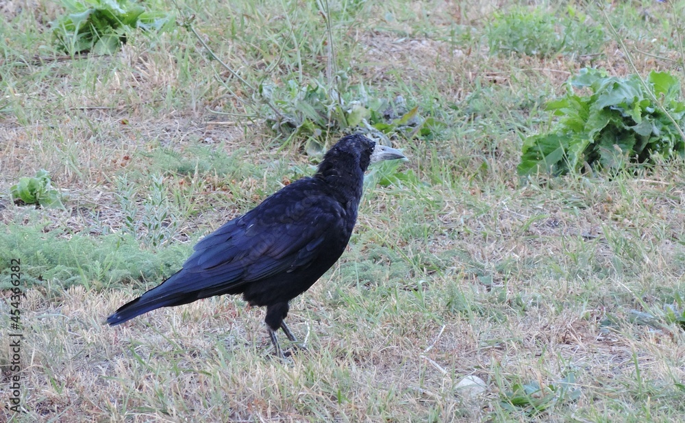 Fototapeta premium An adult black raven on the background of withered autumn grass.