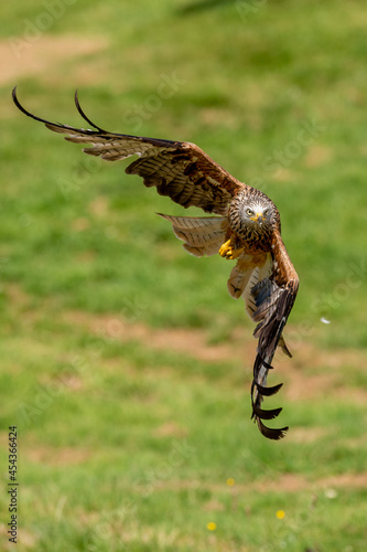 Welsh Red Kite
