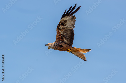 Welsh Red Kite