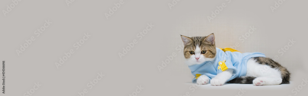web banner scottish cat clothing blue shirt with copy space background