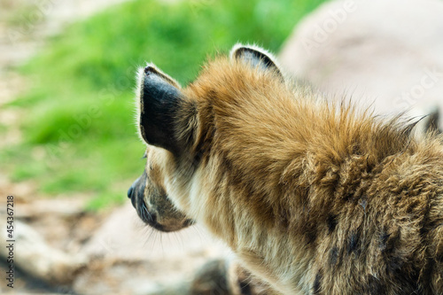 Hyena looking off. Close up view from the back of his head
