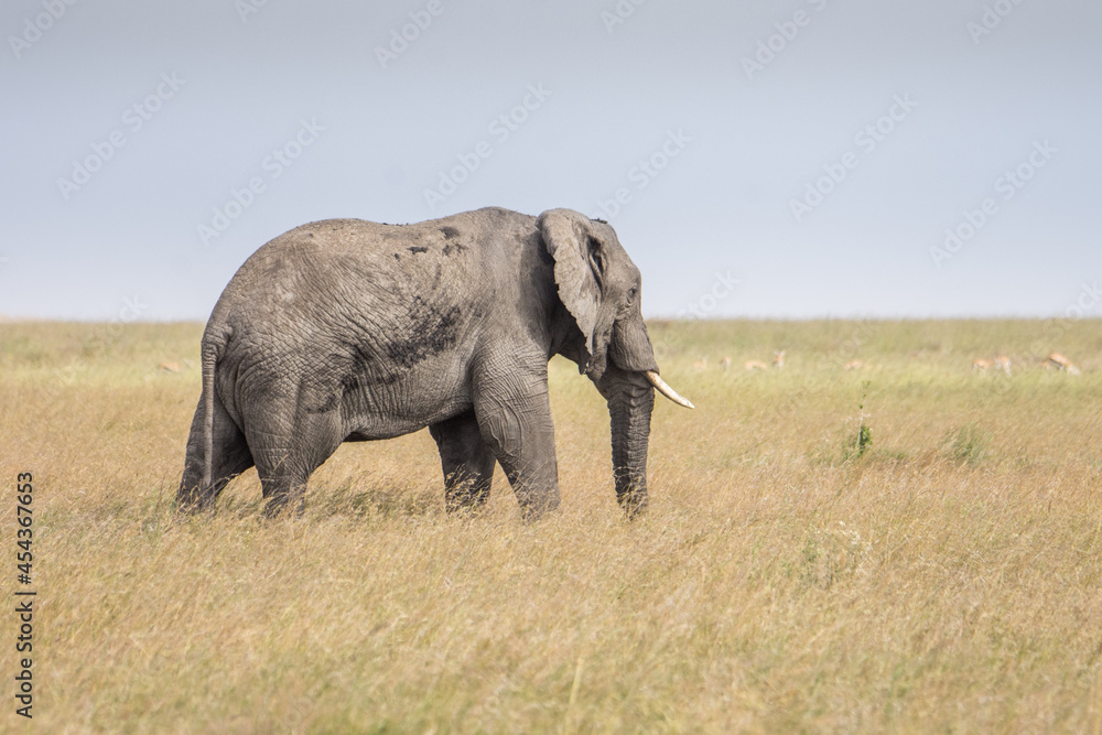 Obraz premium Eléphant d'Afrique