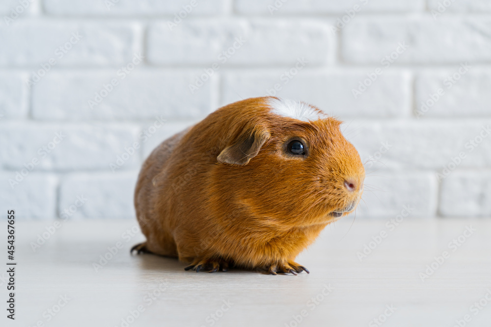 The red domestic guinea pig Cavia porcellus, also known as cavy or domestic cavy The red domestic guinea pig Cavia porcellus, also known as cavy or domestic cavy