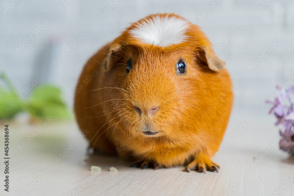 The red domestic guinea pig Cavia porcellus, also known as cavy or domestic cavy The red domestic guinea pig Cavia porcellus, also known as cavy or domestic cavy