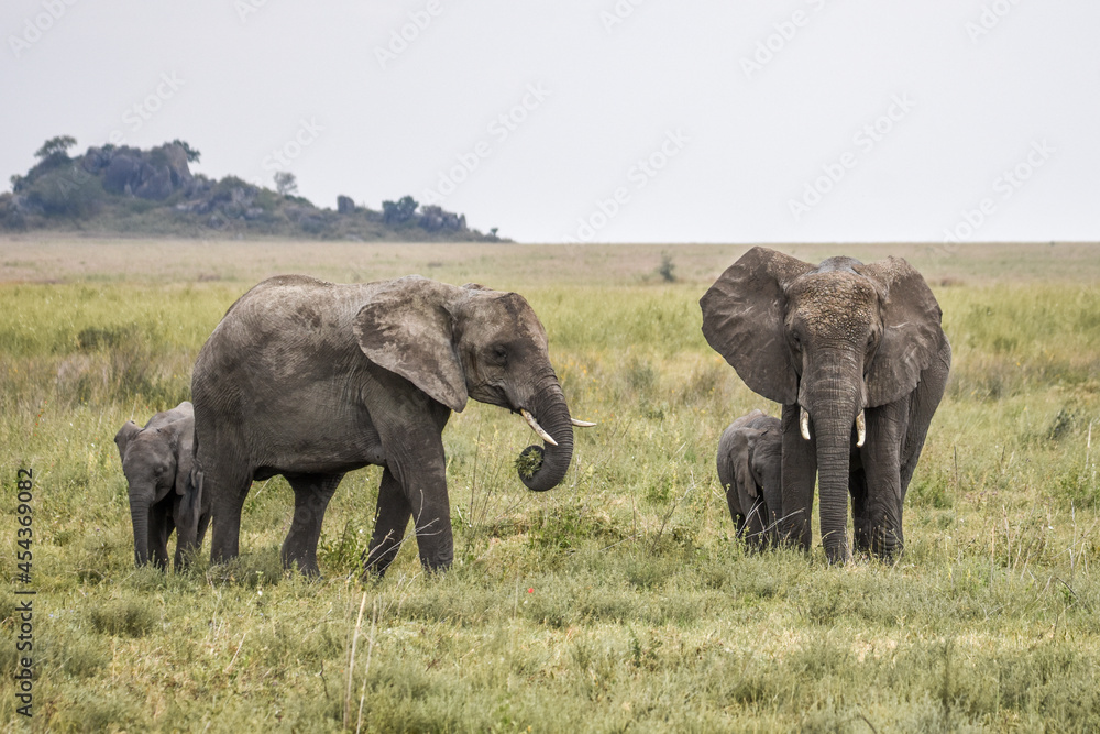 Fototapeta premium Eléphant d'Afrique
