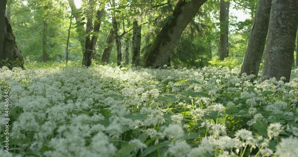 Magical forest with wild garlick blooming in summer morning light Magical forest with wild garlick blooming in summer morning light