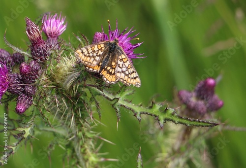 butterfly on thistle