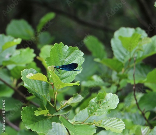 Scottish wildlife, butterflies in a field
