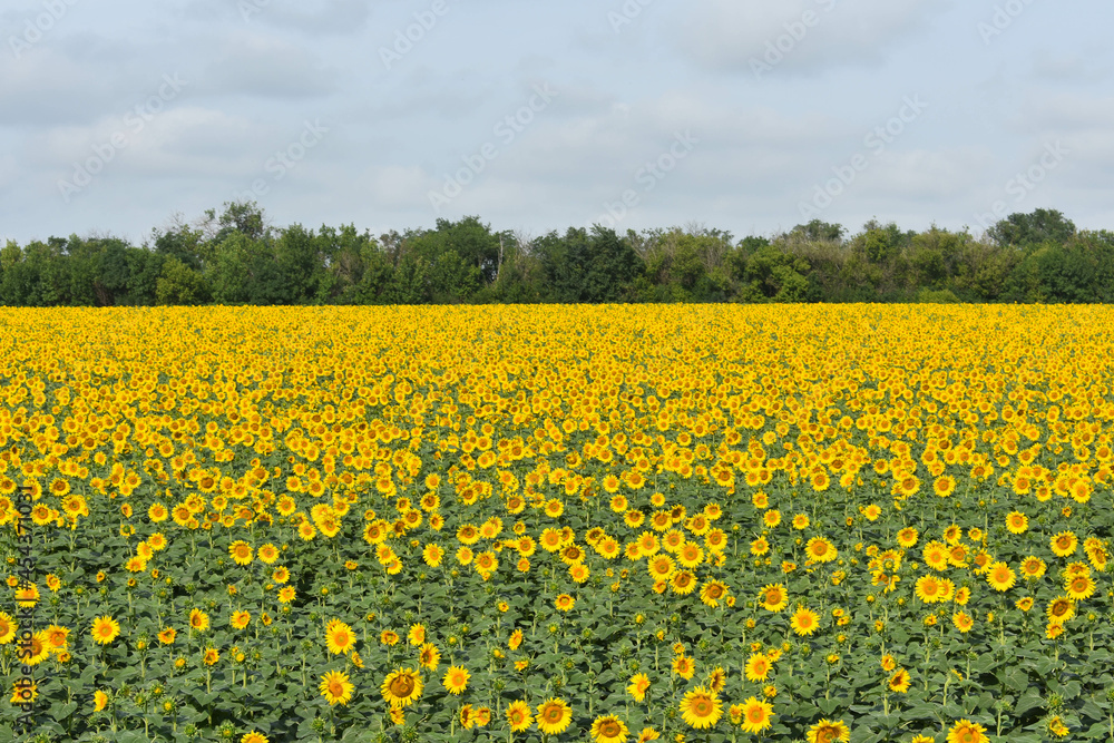 Huge field of blooming sunflowers and a blue sky