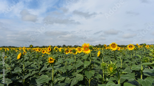Large field of flowering sunflowers. In the background there is a forest and a blue sky with clouds. Panoramic view