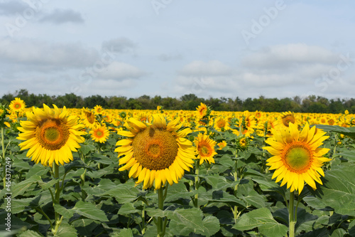 Large field of flowering sunflowers. In the background there is a forest and a blue sky with clouds. Panoramic view