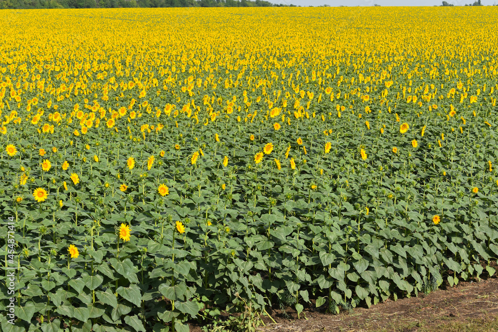 Obraz premium Huge field of blooming sunflowers 
