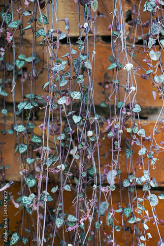 Ceropegia woodii or chain of hearts against brick wall. Rosary vine or hearts-on-a-string, selective focus. Sweetheart vine houseplant.