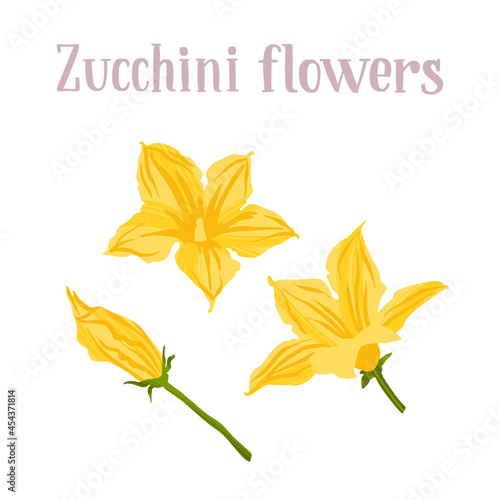 Young yellow zucchini flowers. Different inflorescences courgette.