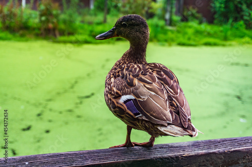 Vogelpark Walsrode photo