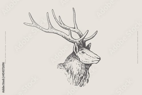 Red deer head drawing with graphic lines on a light background. Animals of Europe. Natural objects. Old engravings. Vector illustration.