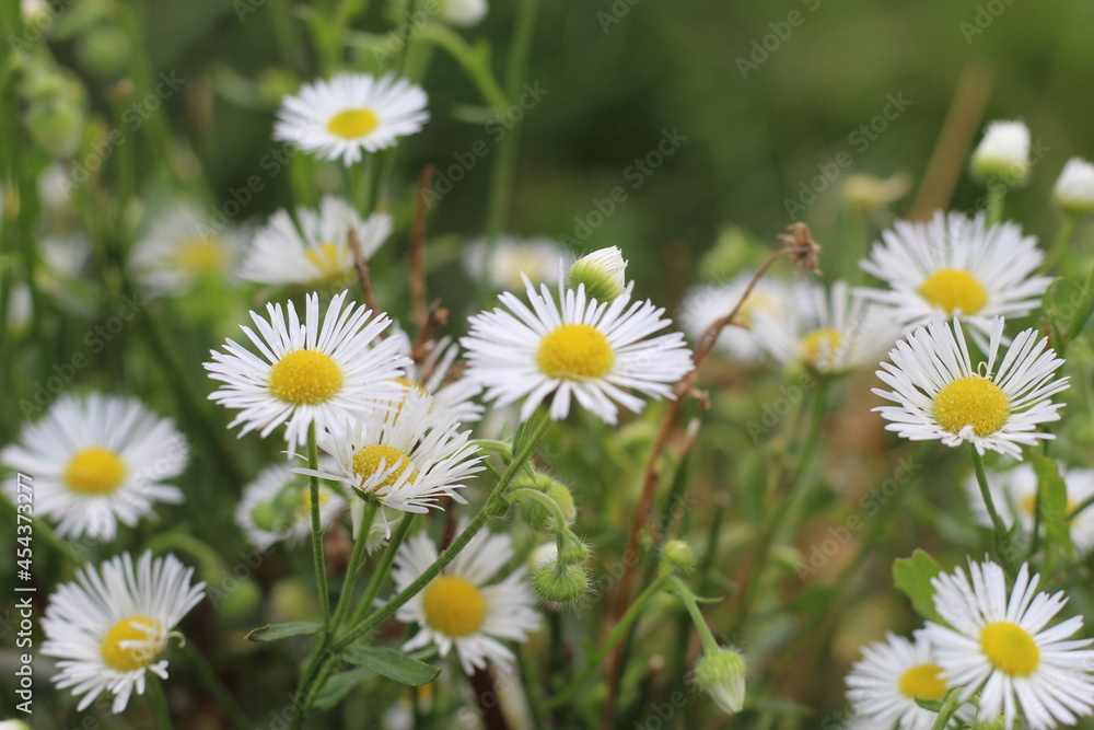 Fototapeta premium beautiful camomile flowers