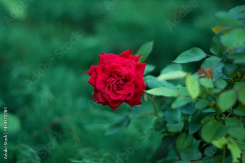 Red single rose close-up