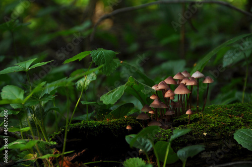 Mushrooms grow on stump covered with green moss. Forest, Nature, background, texture, Plants, Wallpaper
