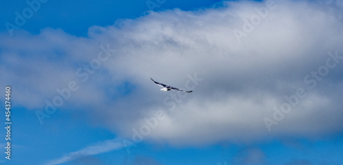 seagull speeding's open wings 