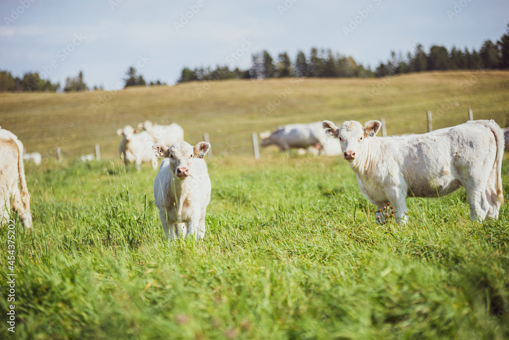 Obraz premium Young Charolais Bulls in summer pasture
