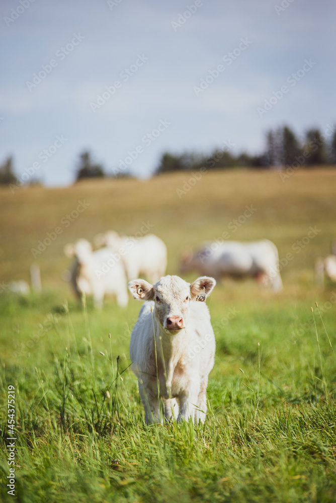 custom made wallpaper toronto digitalYoung Charolais Bulls in summer pasture