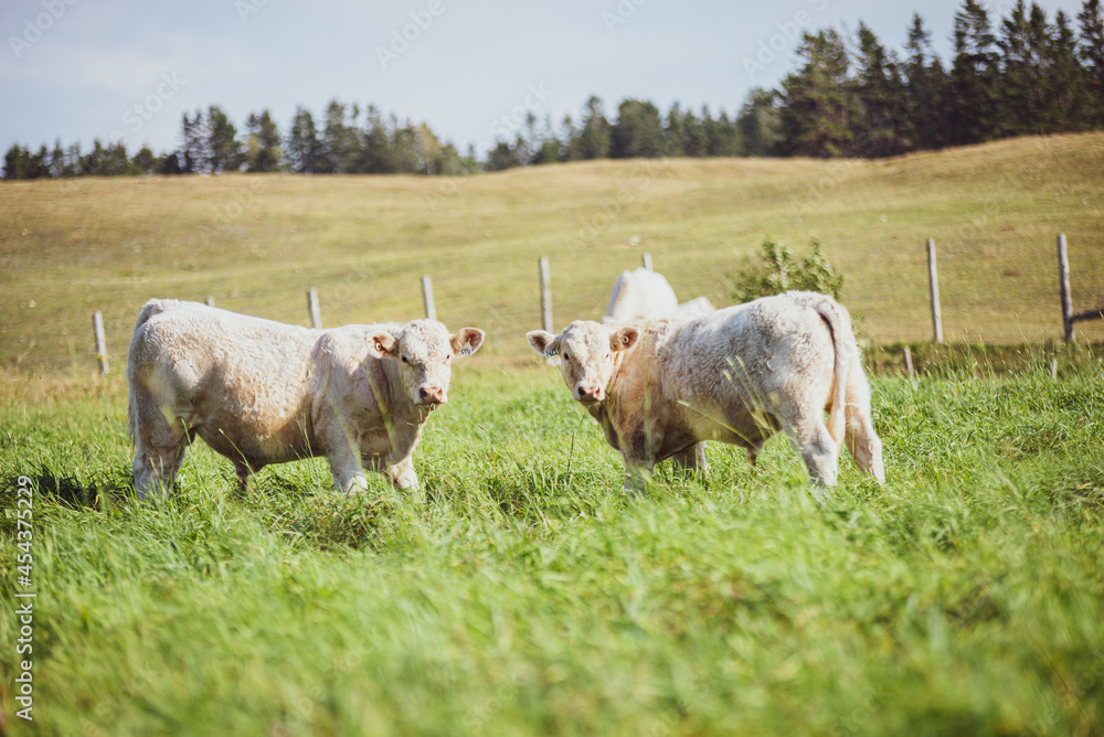 Young Charolais Bulls in summer pasture Young Charolais Bulls in summer pasture