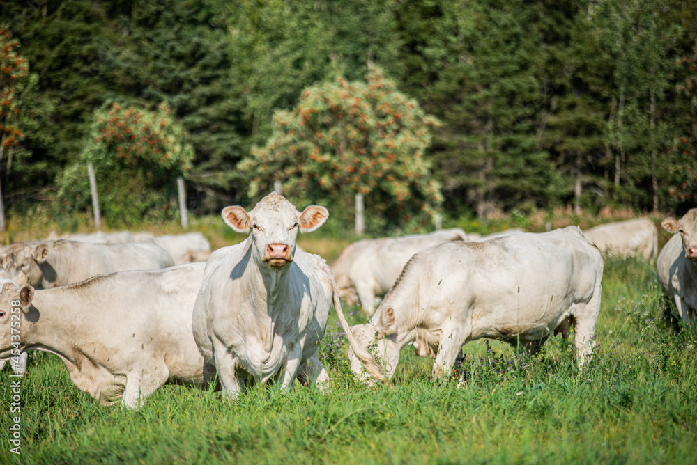Groupe of charolais cows in summer pasture Groupe of charolais cows in summer pasture