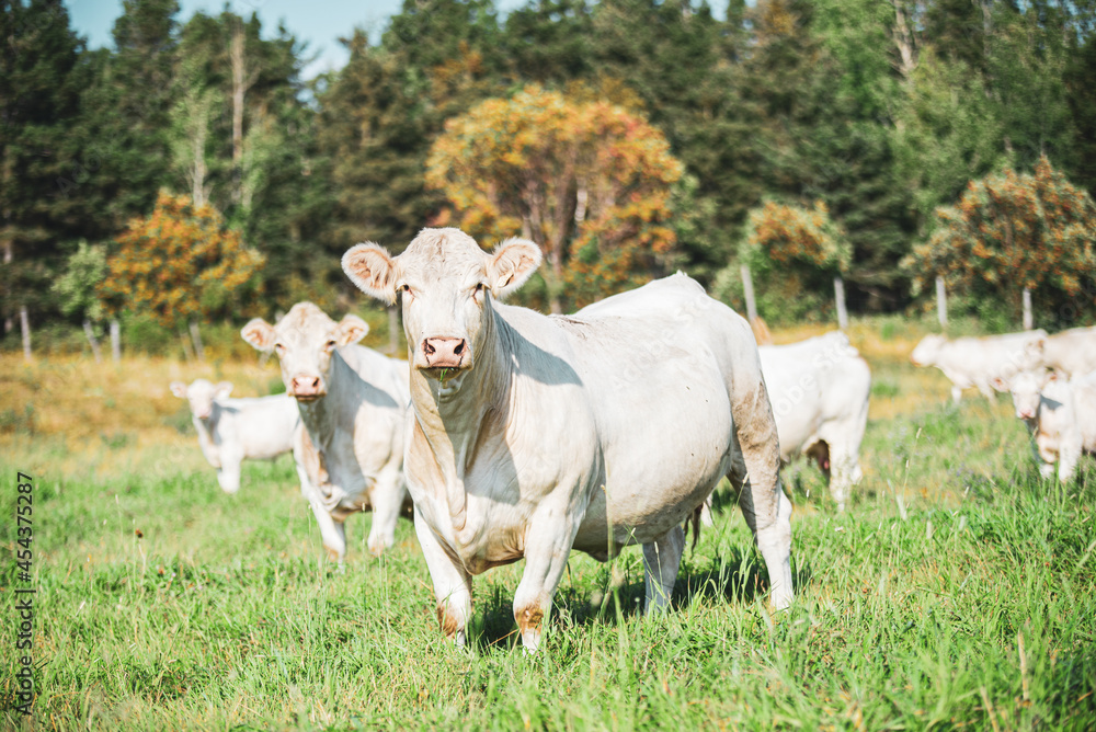custom made wallpaper toronto digitalWhite Charolais cow in summer pasture