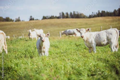 Young Charolais Bulls in summer pasture
