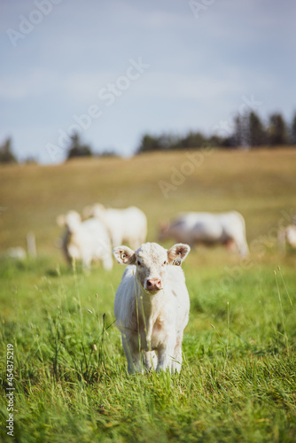 Wallpaper Mural Young Charolais Bulls in summer pasture Torontodigital.ca
