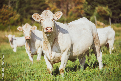 White Charolais cow in summer pasture