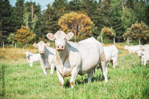 Wallpaper Mural White Charolais cow in summer pasture Torontodigital.ca