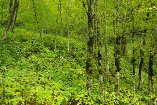 trees in green forest