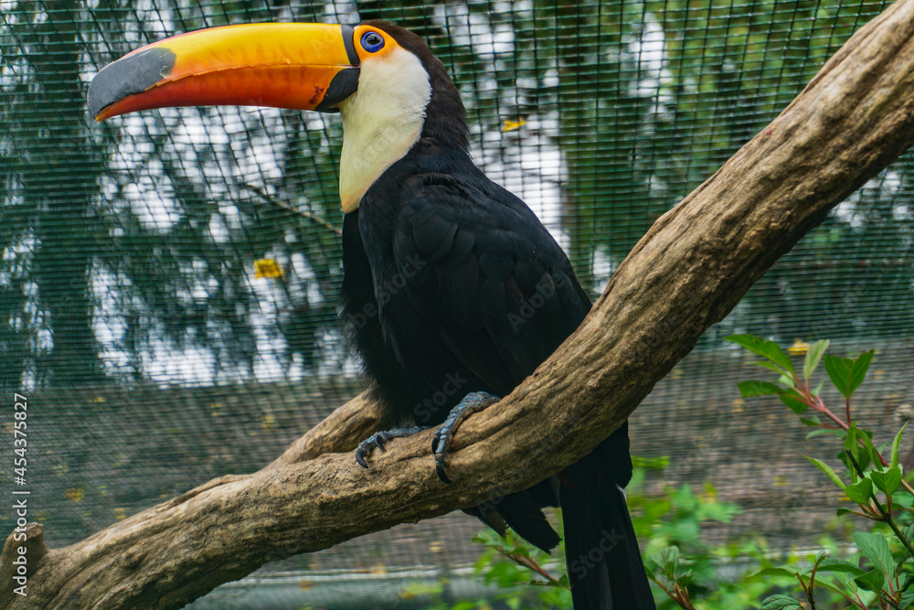 Fototapeta premium Walsrode Vogelpark