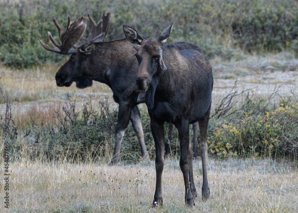 Moose in the Colorado Rocky Mountains Moose in the Colorado Rocky Mountains