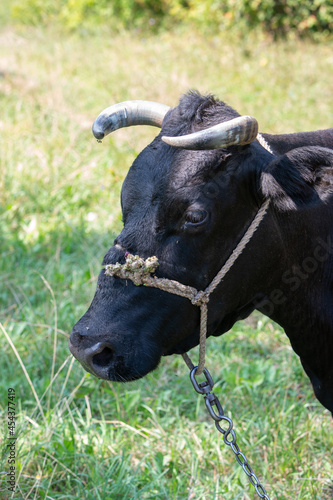 head of a rustic black cow grazing in a meadow close-up