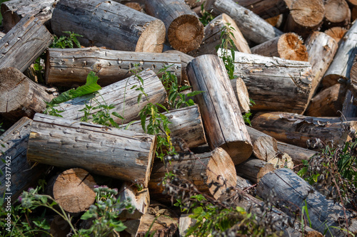 firewood piled in a pile on the street in the village
