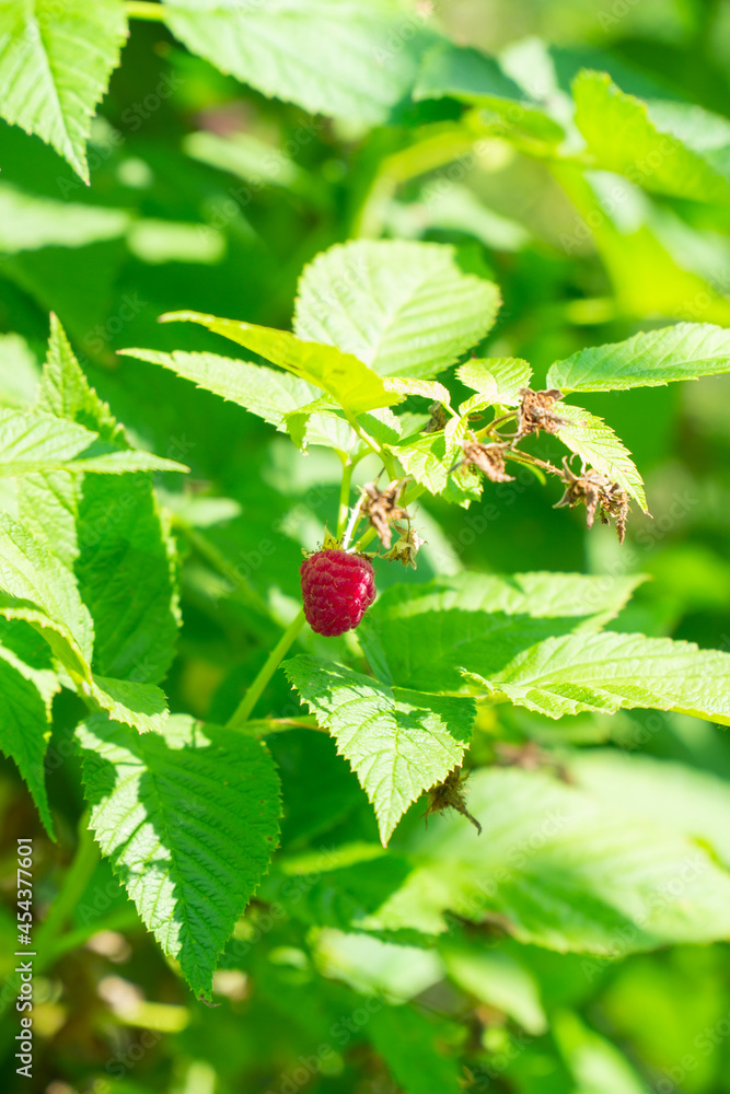 raspberries growing on a branch on a sunny day raspberries growing on a branch on a sunny day