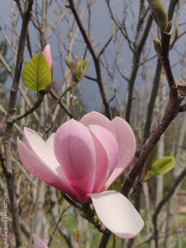 Tree blossom