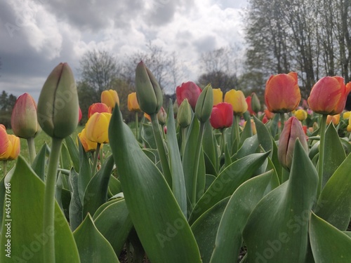 Tulips in the park