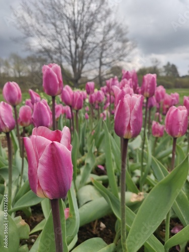 Tulip field in spring