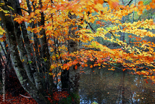 Autumnal beech forest on the Baias river. Gorbeia Natural Park. Basque Country. Spain photo