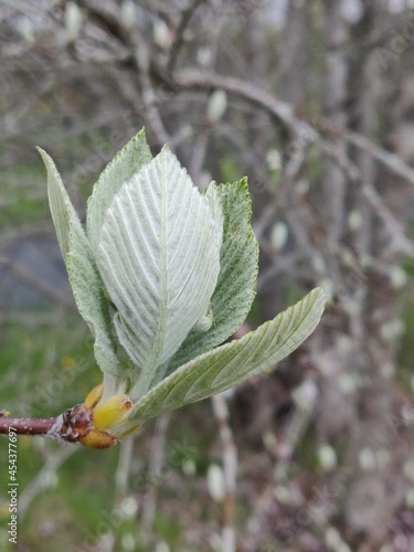 The leaves