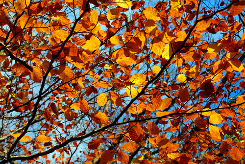 Beech leaves showing fall colors