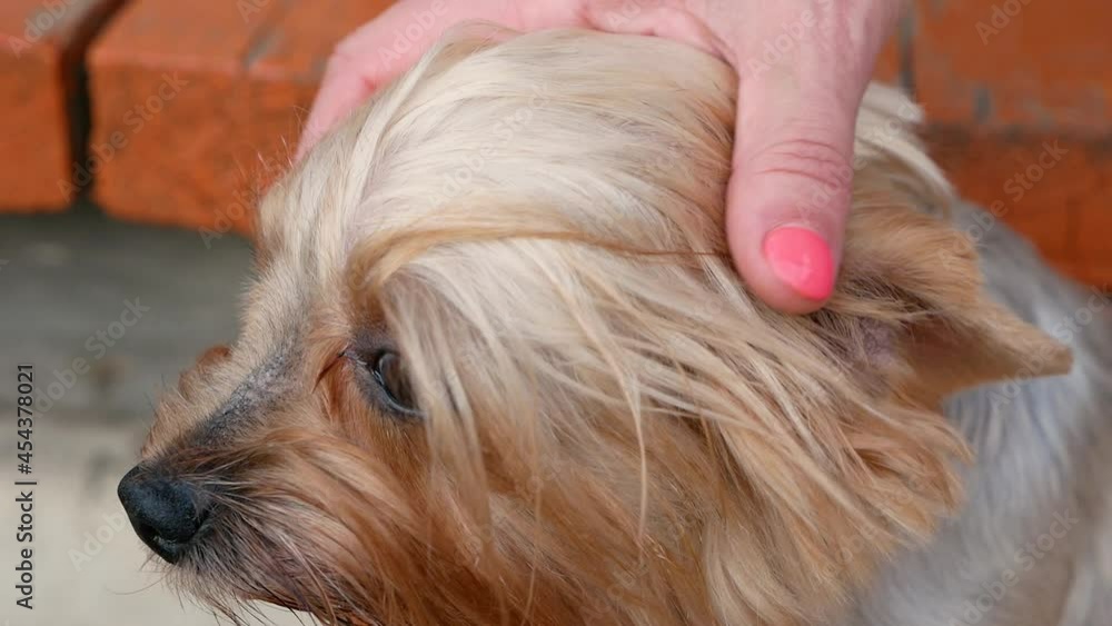 The dog is a favorite pet. small purebred dog Yoksher terrier which is stroked by the hand of the mistress. Decorative hand dog. Selective focus The dog is a favorite pet. small purebred dog Yoksher terrier which is stroked by the hand of the mistress. Decorative hand dog. Selective focus