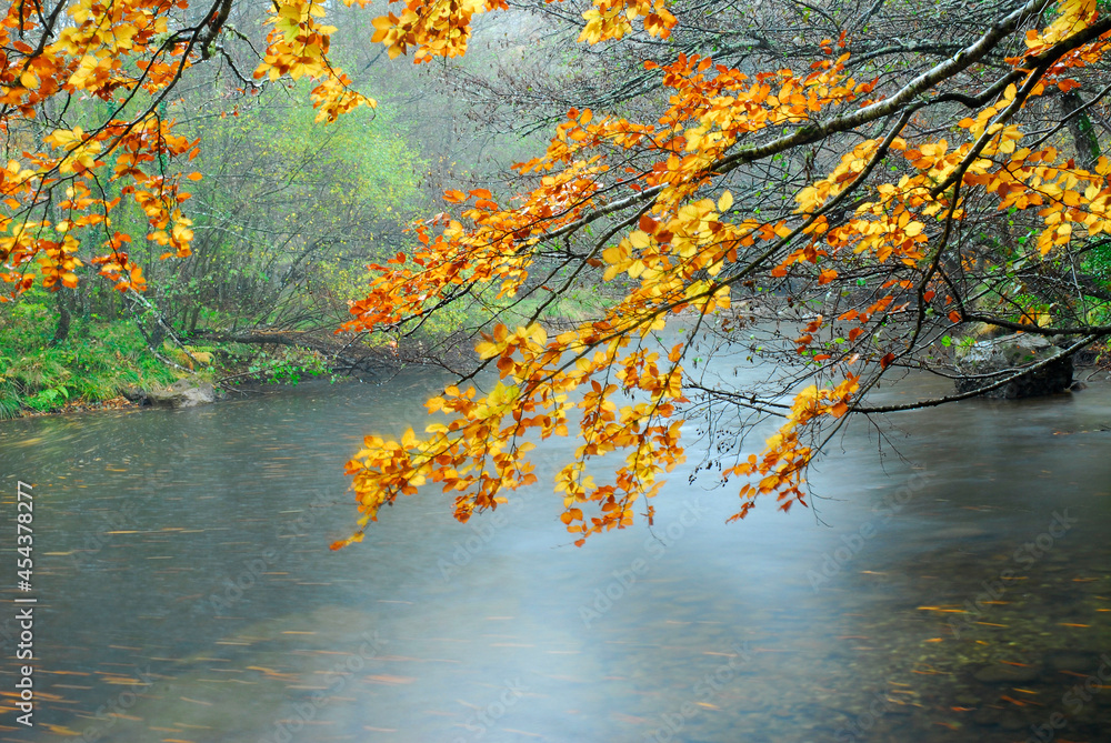 Fog on the Baias River during the fall. Basque Country. Spain